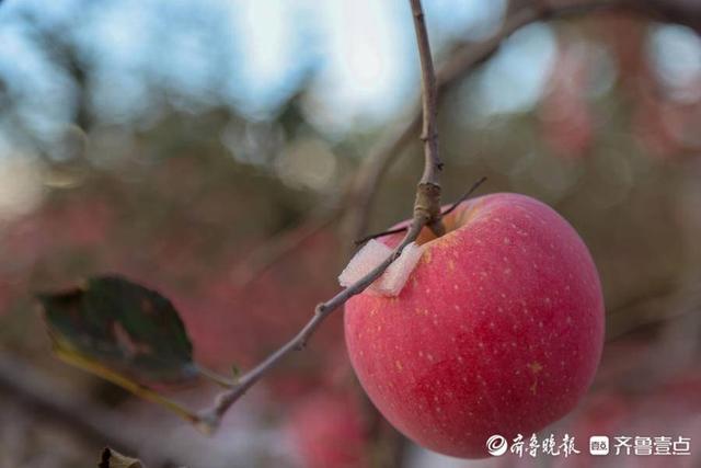 图集｜烟台苹果，红了