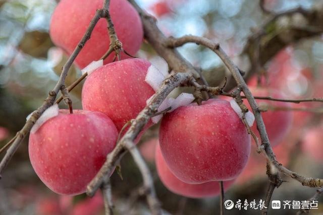 图集｜烟台苹果，红了