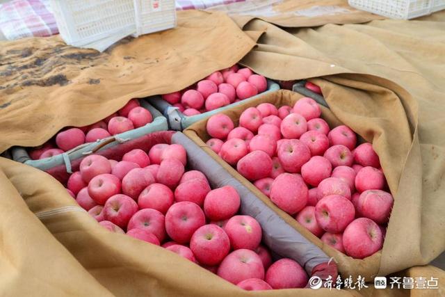 图集｜烟台苹果，红了