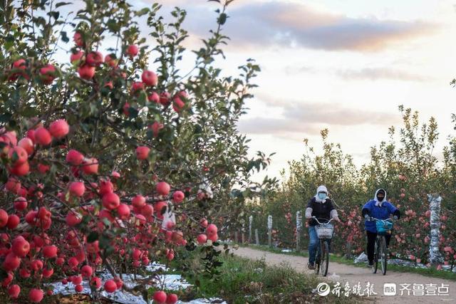 图集｜烟台苹果，红了