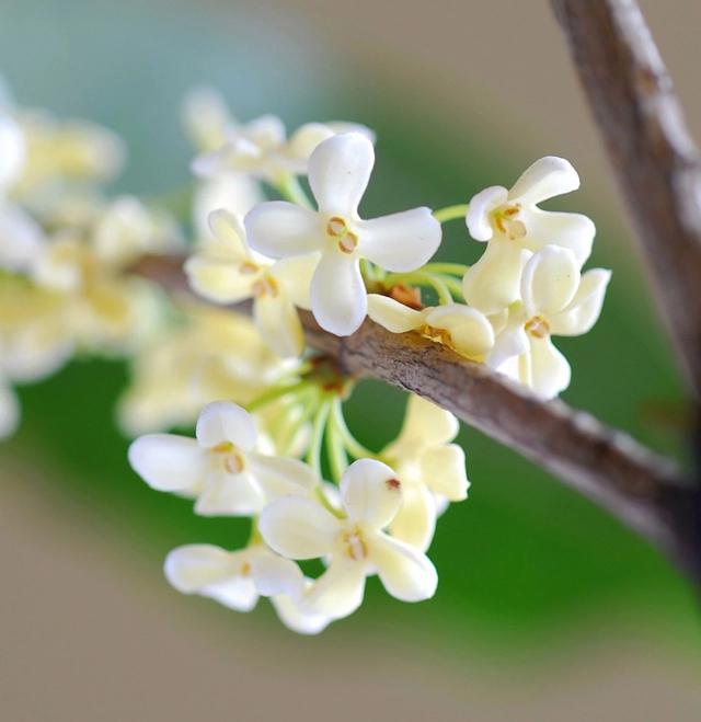 如何闻香识桂花？这份小贴士快收藏