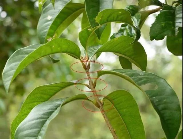 如何闻香识桂花？这份小贴士快收藏