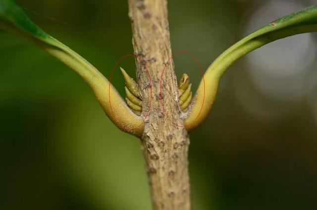 如何闻香识桂花？这份小贴士快收藏