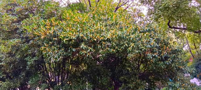 如何闻香识桂花？这份小贴士快收藏
