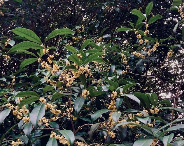 如何闻香识桂花？这份小贴士快收藏