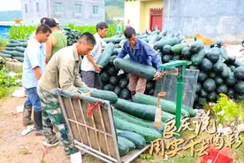 良庆说 用实干去喝彩 | 黑皮冬瓜要黄？隔壁村的“土”专家主动出手了…图片