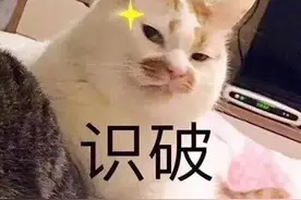 注意！这些鸟不能当“宠物”养，已有人惹上牢狱之灾图片