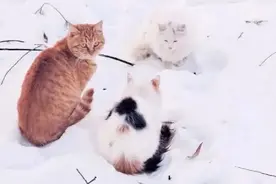 天冷了，愿他们不再流浪图片