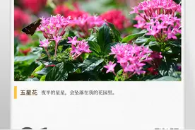 湖湘自然历丨“星星”蜂拥在花园里图片