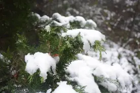 丹凤县庾岭镇第一场雪图片
