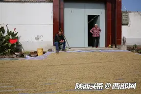 长安秦岭山下稻谷飘香 家家门口晒谷子 你吃过桂花球大米吗图片