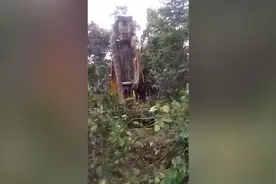 疑似多米尼加丛林中发现超大蟒蛇 工人用挖掘机将其挑起图片