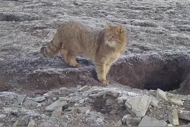 荒漠猫育儿过程首次被记录：繁殖期间无固定巢穴，曾带幼崽搬家3次丨公园中国 探秘三江源图片