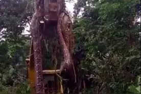 多米尼克发现3米长巨蟒 用挖掘机才能吊起图片