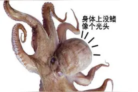 如何区分辨别鱿鱼八爪鱼墨鱼图片