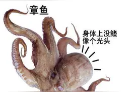 如何区分辨别鱿鱼八爪鱼墨鱼图片