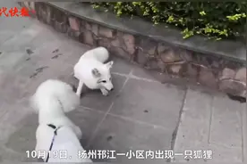 自家小狗与“哈士奇”玩耍？女子凑近一看竟是一只狐狸图片