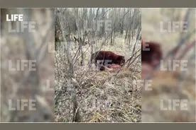 惊险！和朋友钓鱼途中遭熊突袭，俄拳击运动员用刀杀死熊图片