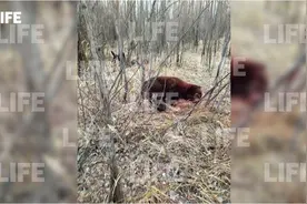 惊险！和朋友钓鱼途中遭熊突袭，俄拳击运动员用刀杀死熊图片
