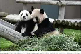 日本大熊猫“枫滨”首次室外亮相 母女嬉戏场面温馨图片
