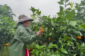这里的橙子如果冻般入口即化图片