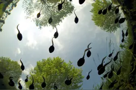 浙江女子生吃小蝌蚪治牙痛，全身多处被感染寄生虫图片