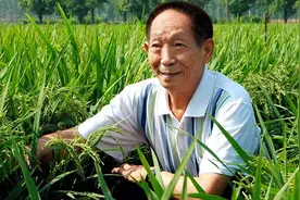 “杂交水稻之父”袁隆平：禾下乘凉不再是梦！视频封面