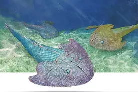 曲靖发现4.2亿年前漫游憨鱼，长这样→图片