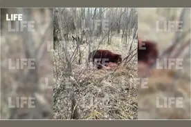 突然遇到熊，俄拳击运动员真猛图片