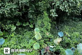 金山公园惊现“植物杀手”，疑由鸟类携带入园图片