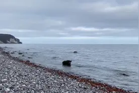 德国男子在海滩偶遇野猪 大胆上前拍摄被咬伤图片