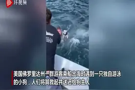 美国一只狗狗独自跳海里游泳 15分钟后被游客救起图片