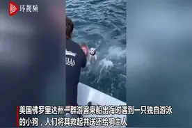 美国一只狗狗独自跳海里游泳 15分钟后被游客救起图片