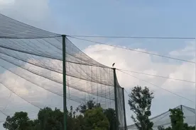 隔笼求偶的野生东方白鹳又来了，它的爱情故事会有续集吗？图片