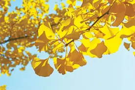 生物界活化石！银杏，彰显中华文明的植物“名片”图片