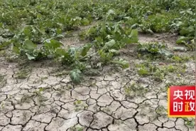 习近平山东行丨盐碱地上的绿色梦想——走进黄三角农高区图片