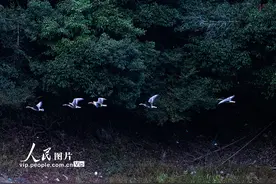 国家二级重点野生保护动物白额雁做客浙江庆元图片