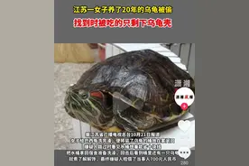 苏州女子养了20年的宠物龟被偷，找到时已被红烧，小偷：煮了解馋图片