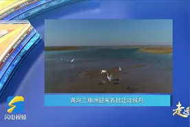 走进深蓝｜黄河三角洲迎来首批迁徙候鸟图片