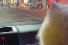 迷路萨摩耶被救后直接坐上警车副驾驶，网友：仿佛要出警一样视频封面