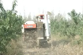 正定县黄豆丰收啦~看最美秋实图片