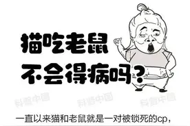 为什么猫总追着老鼠不放？终于知道答案了图片