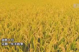 在希望的田野上——“东北粮仓”让“中国饭碗”端得更牢图片