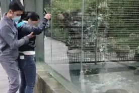 情侣用激光笔逗动物？现场一幕被拍下，杭州动物园的回应来了图片