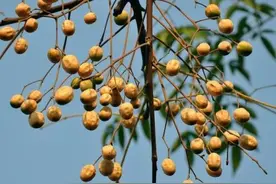 酷似枣子，儿时一捡十几斤，果核可用来做手串，果肉还能除冻疮图片