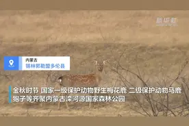 上千只野生动物齐聚锡林郭勒草原视频封面