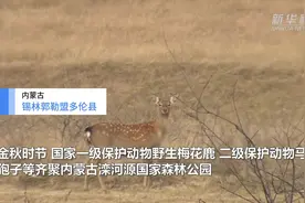 上千只野生动物齐聚锡林郭勒草原