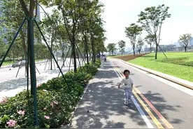 广州出台意见：城市更新不砍老树，迁移树木要征求公众意见图片