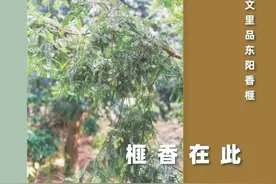 榧香在此——古诗文里品东阳香榧图片