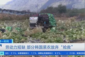 腌泡菜季临近，韩国白菜主产地遭病害！菜农放弃抢收，主妇减少腌菜→图片